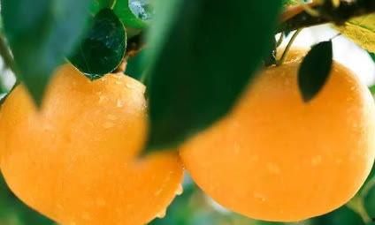 四川水果节免费吃瓜,免费吃瓜狂欢来袭！”  第3张