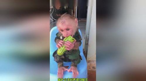 爱吃瓜吃货视频下载免费,揭秘“爱吃瓜吃货视频下载”免费福利 第1张 爱吃瓜吃货视频下载免费,揭秘“爱吃瓜吃货视频下载”免费福利 第1张